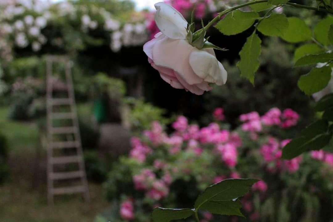 La Vigna B&B Treviso Exterior photo